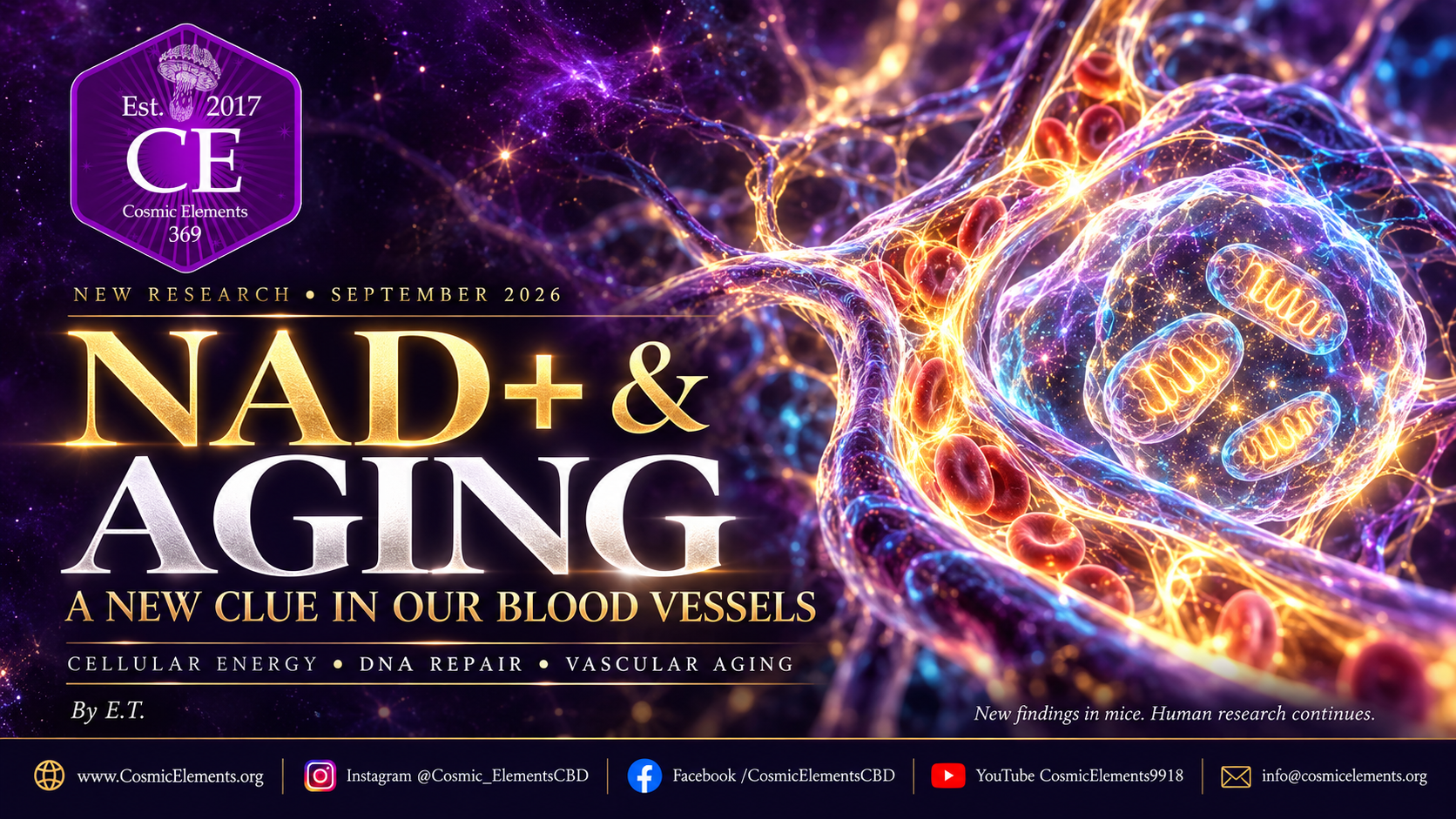NAD+ and Aging_ Vascular Clues